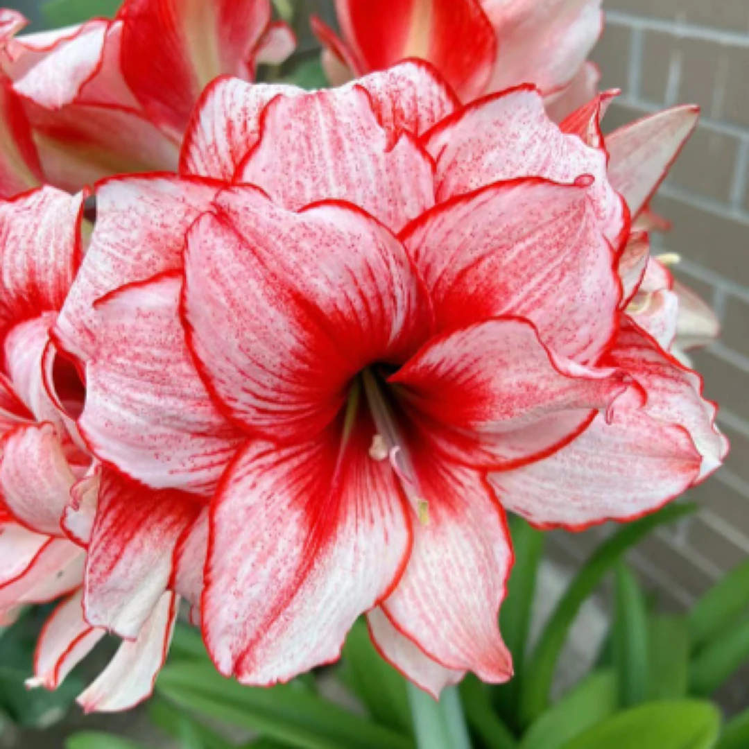 花莳花园 1加仑鬼魅盆栽朱顶红盆栽花园植物