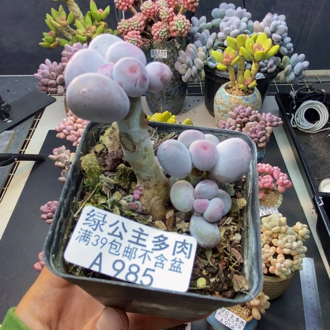 985米可奶多肉7cm