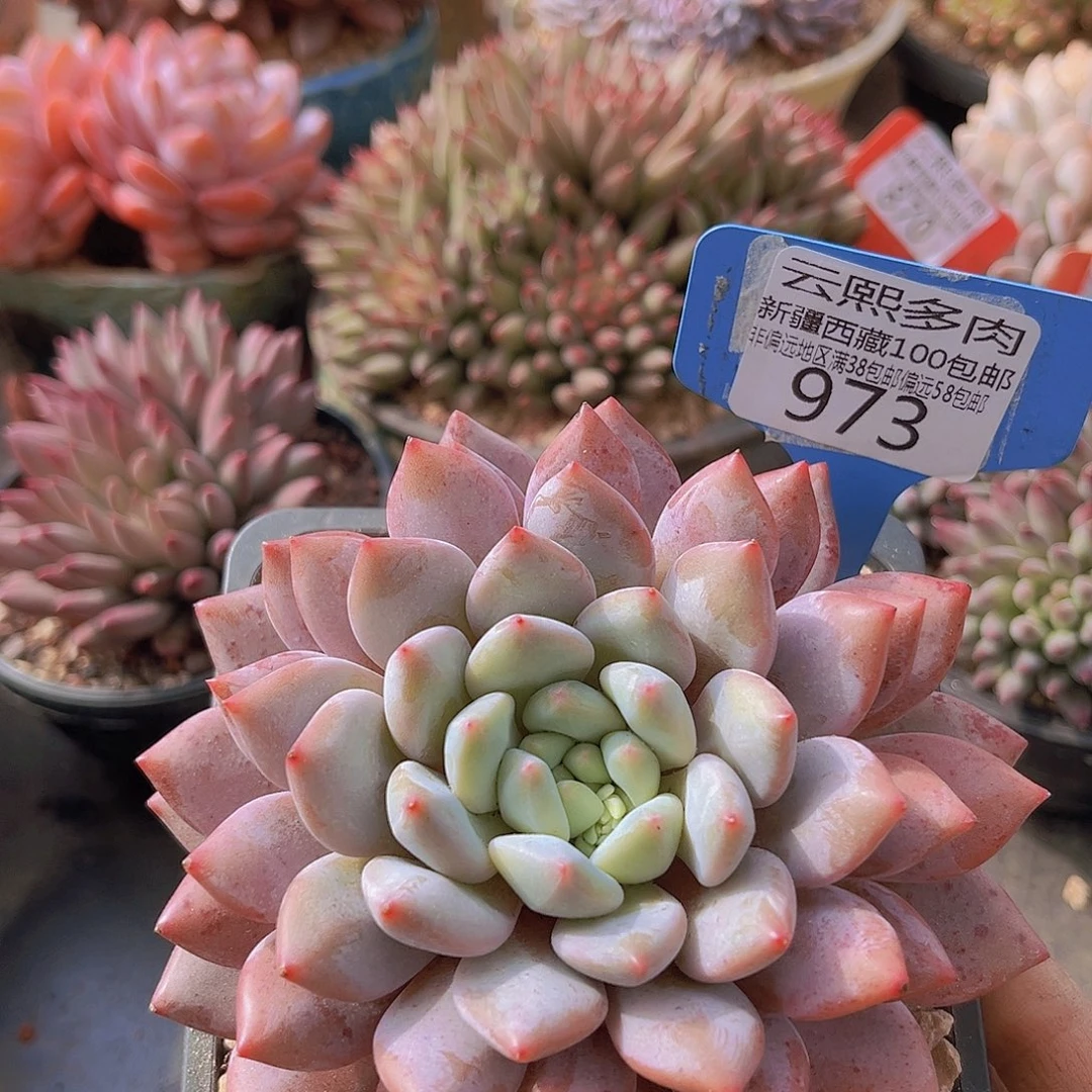 973半夏多肉植物