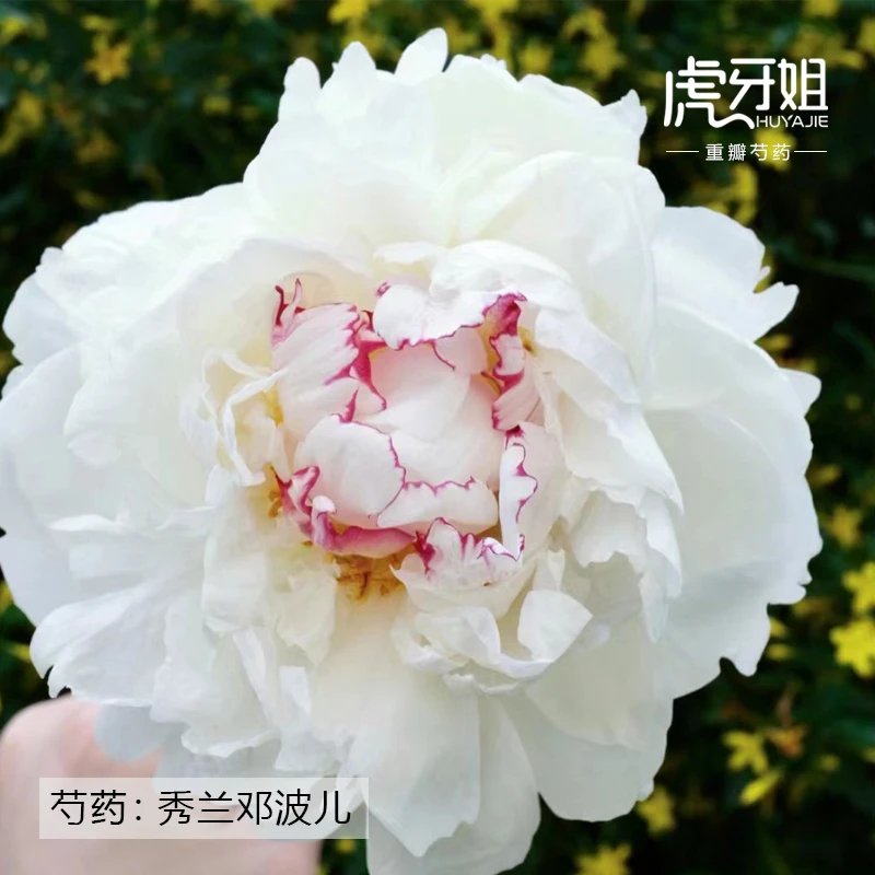 【秀兰邓波儿】裸根芍药包对版-庭院阳台花卉重瓣大花白色