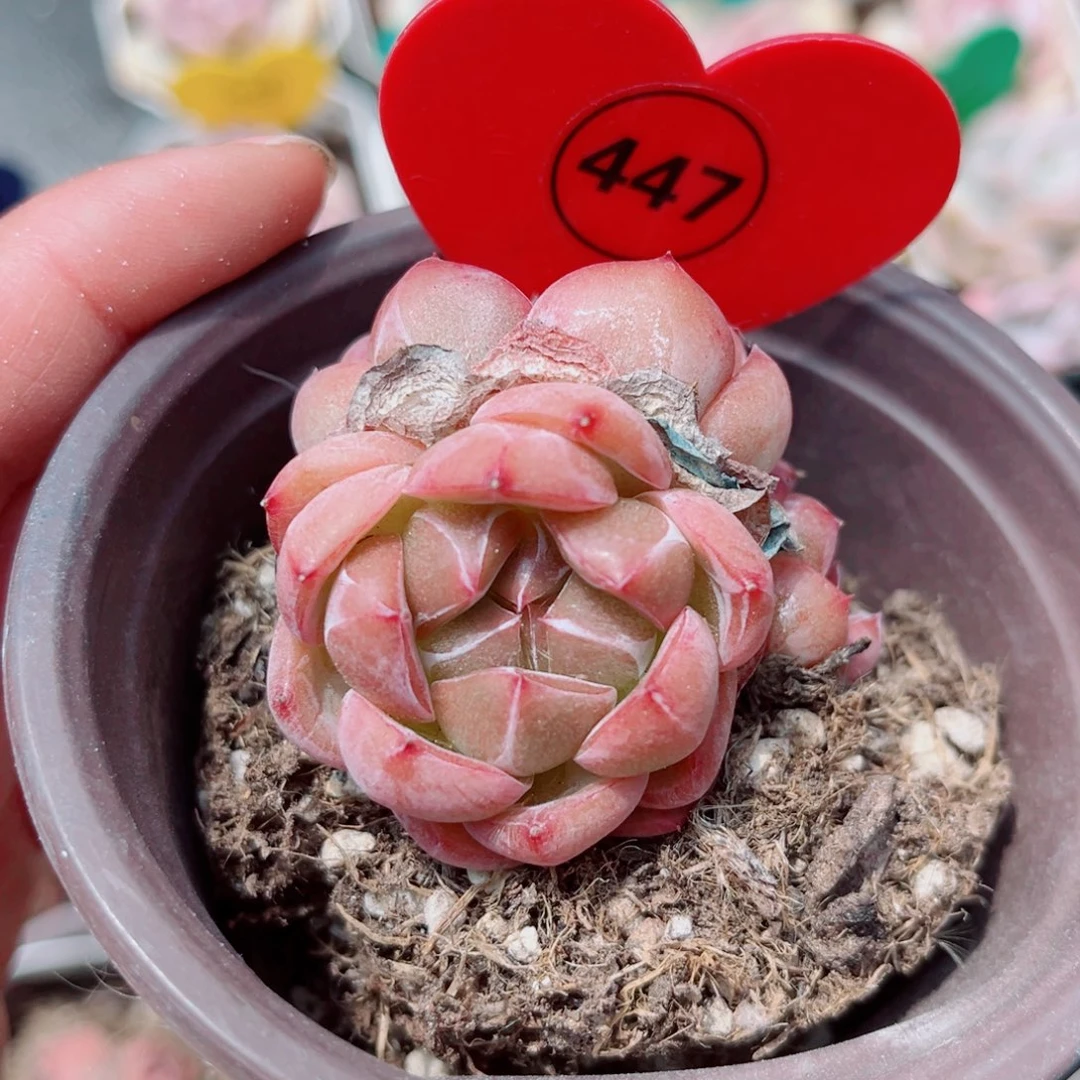 447号小老桩珍妮群