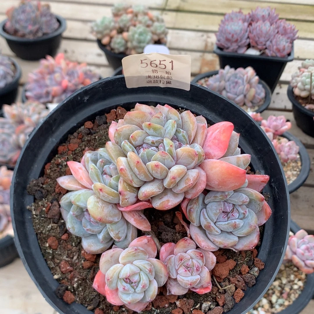 11厘米油脸石榴籽缀  无砍 5651