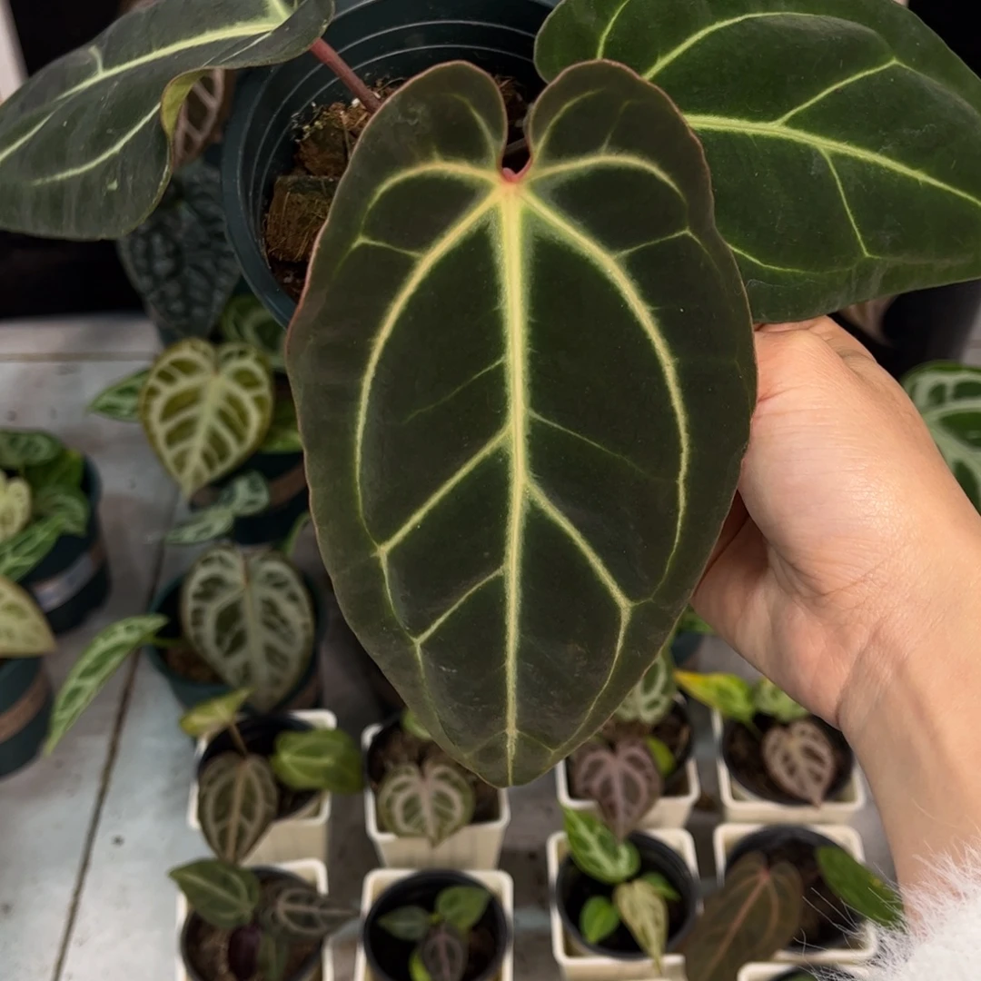 无花朵009 红背黑贝斯