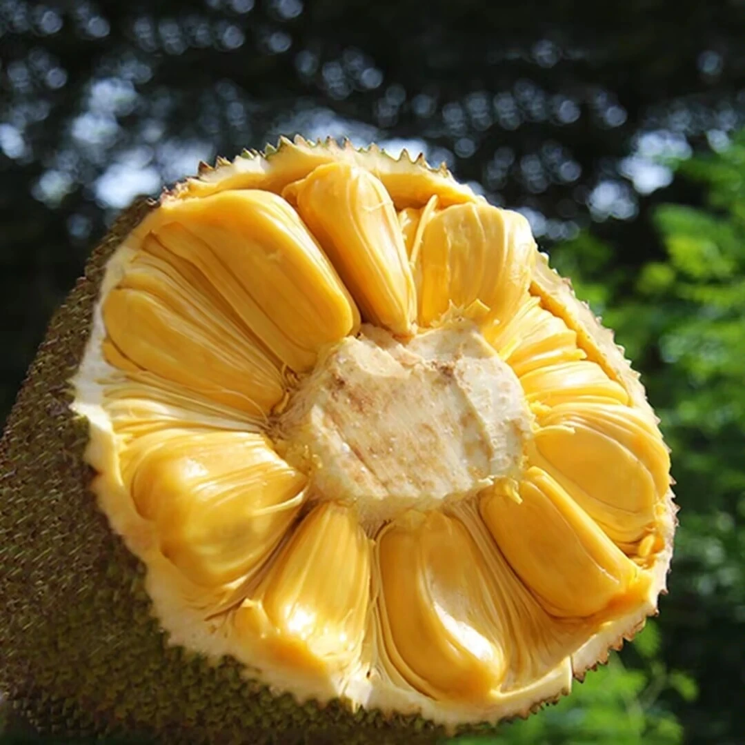 越南进口菠萝蜜