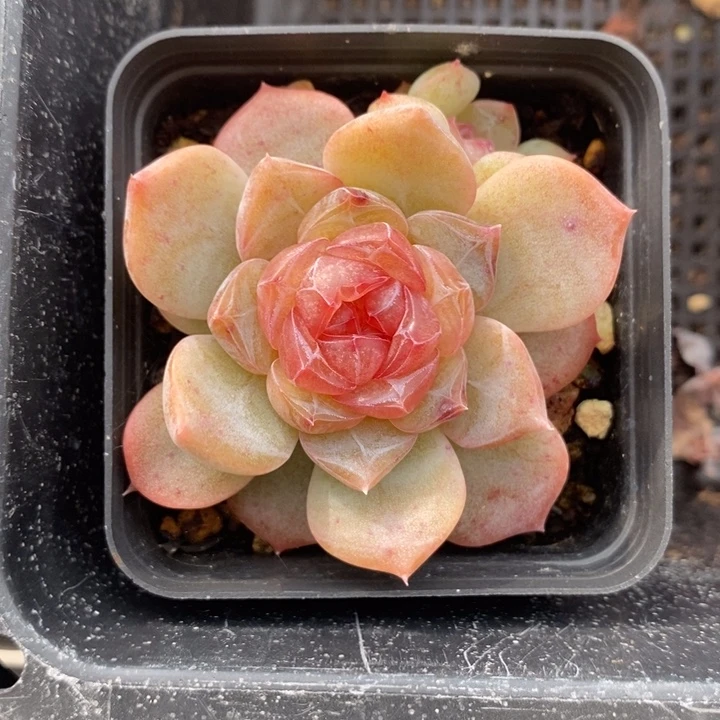 糖心孤品 多肉 12.27