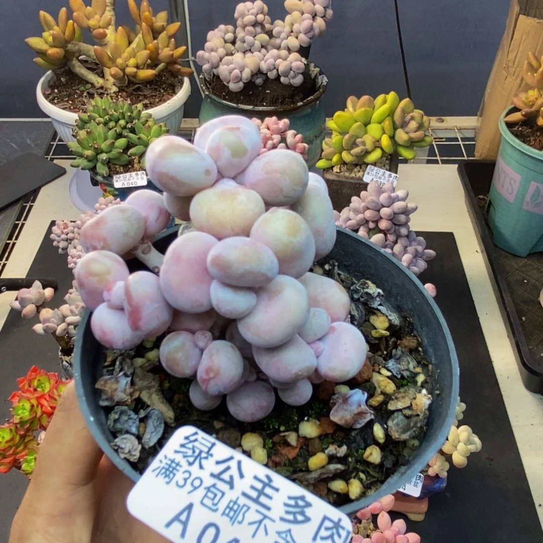 042腰子桃蛋多肉有砍