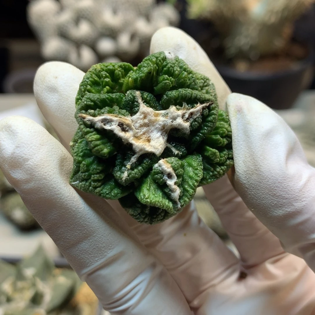 36号 自根新顿岩牡丹3.8公分