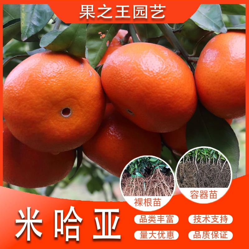 果之王【米哈亚】盆栽地栽正宗嫁接产量高漂亮好管理南北耐寒柑橘苗