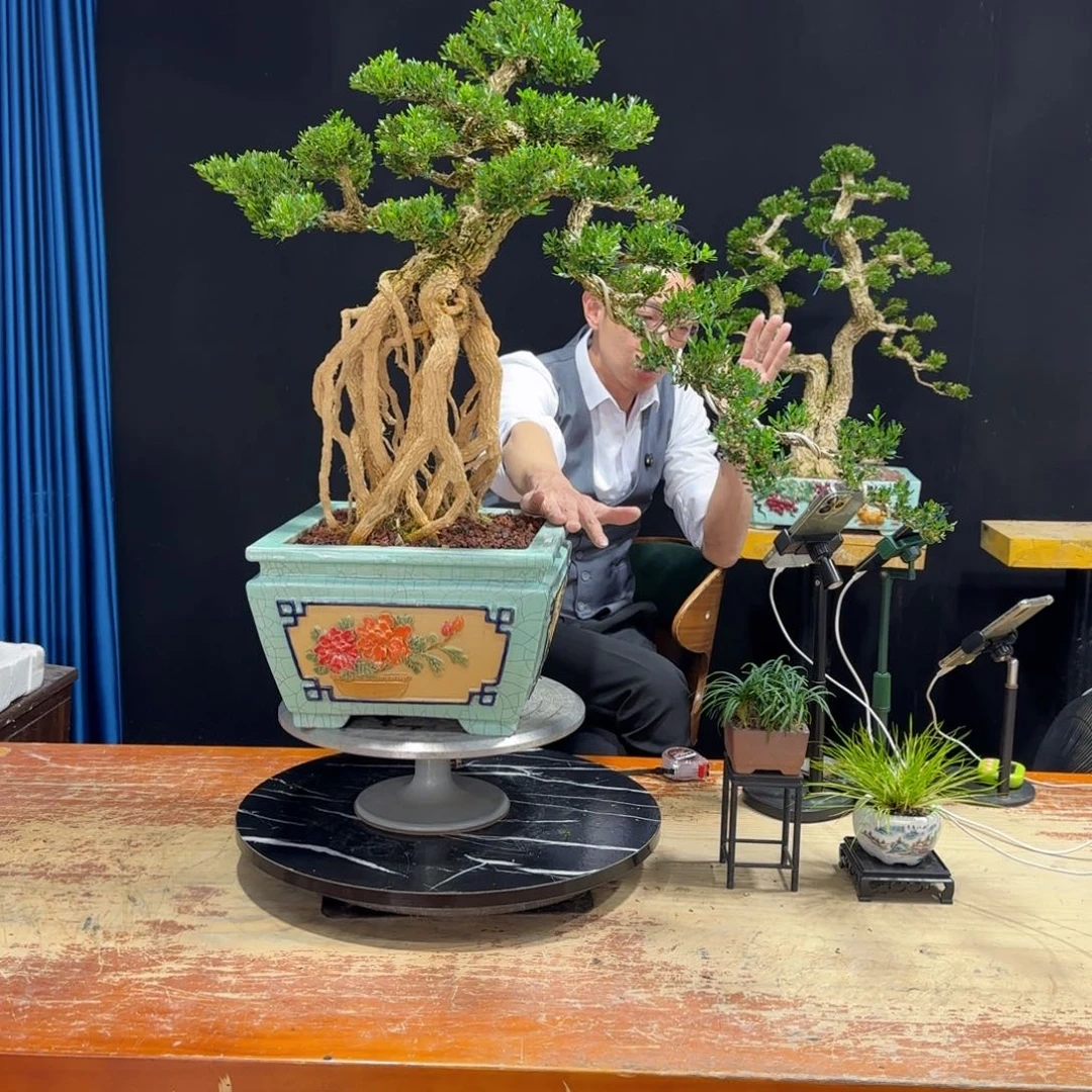 黄杨室内室外盆景艺术