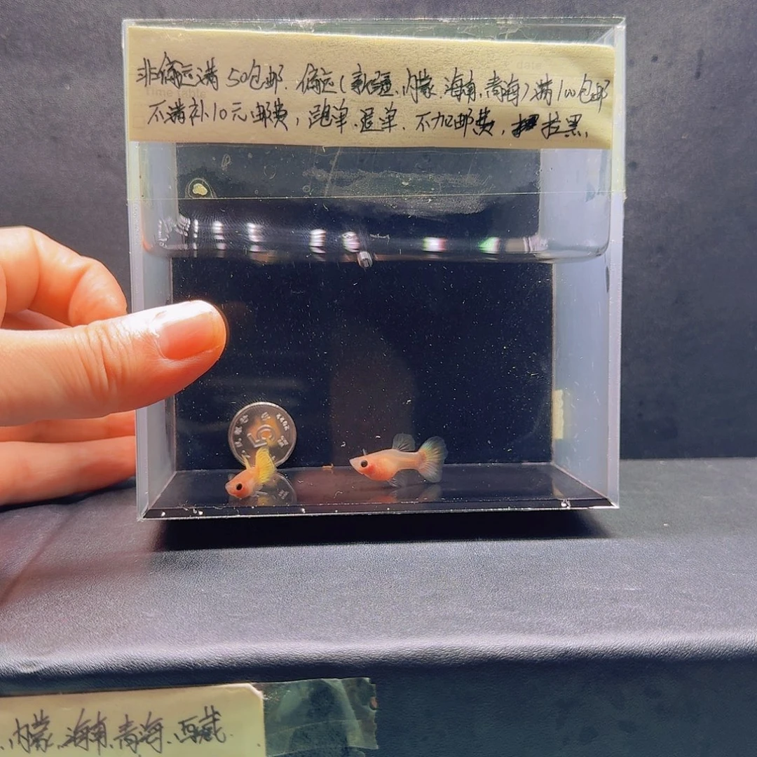 孔雀鱼黄金玻璃猫一对压成