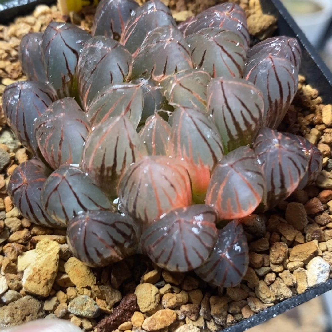 5霓虹灯玉露锦一物一拍