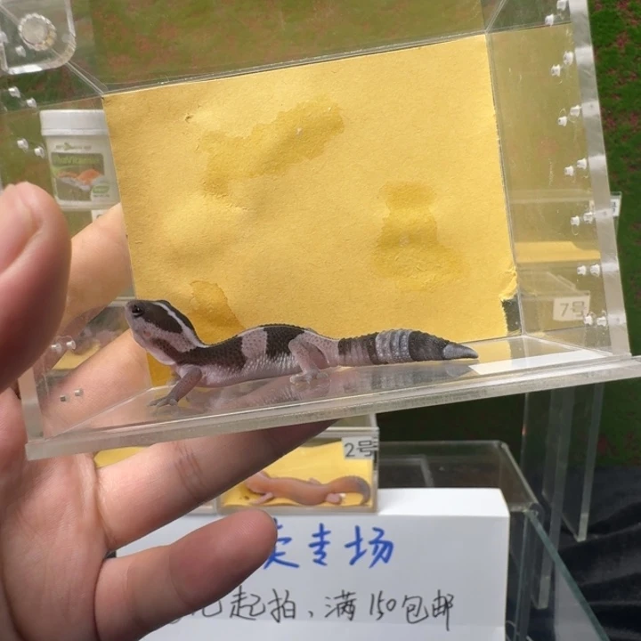 肥尾守宫直线奥利奥，搞起来～