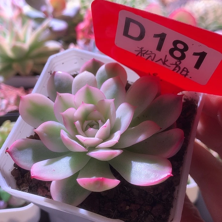粉水晶覆轮锦有根