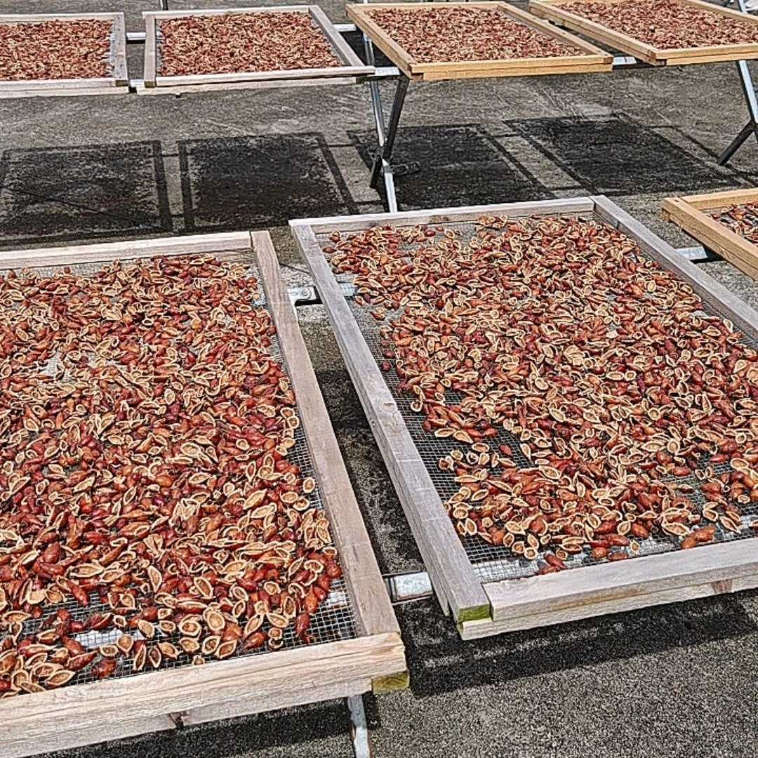 广西野生开边去籽金樱子（干）可泡茶，泡9