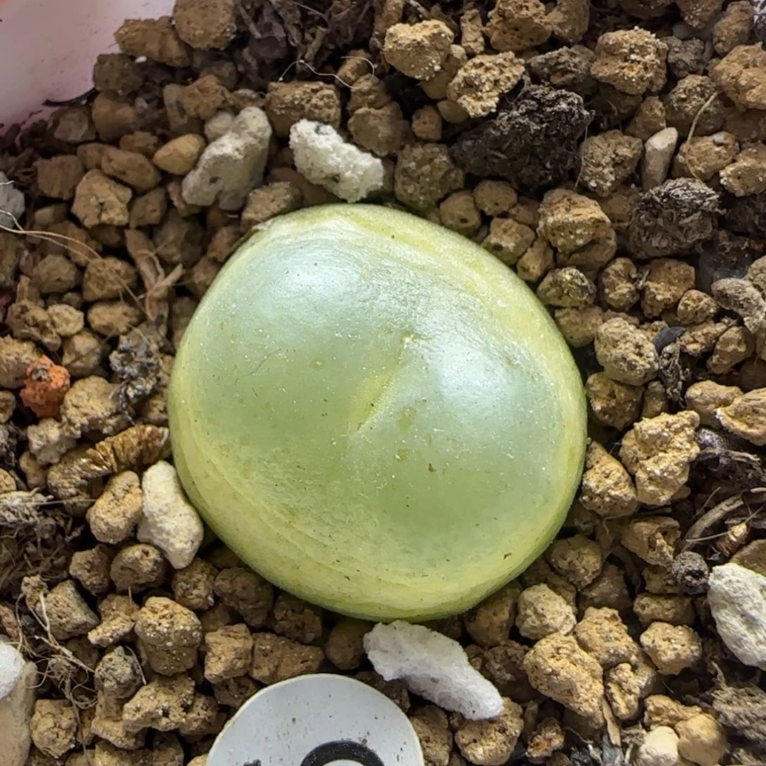 拉登1.8多肉植物5