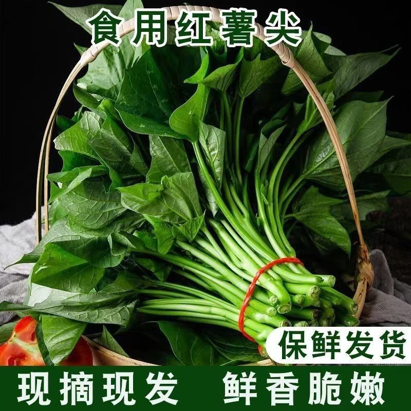 【贵州红薯叶梗】嫩尖新鲜苕尖叶子地瓜叶嫩尖农家蔬菜食用番薯叶茎