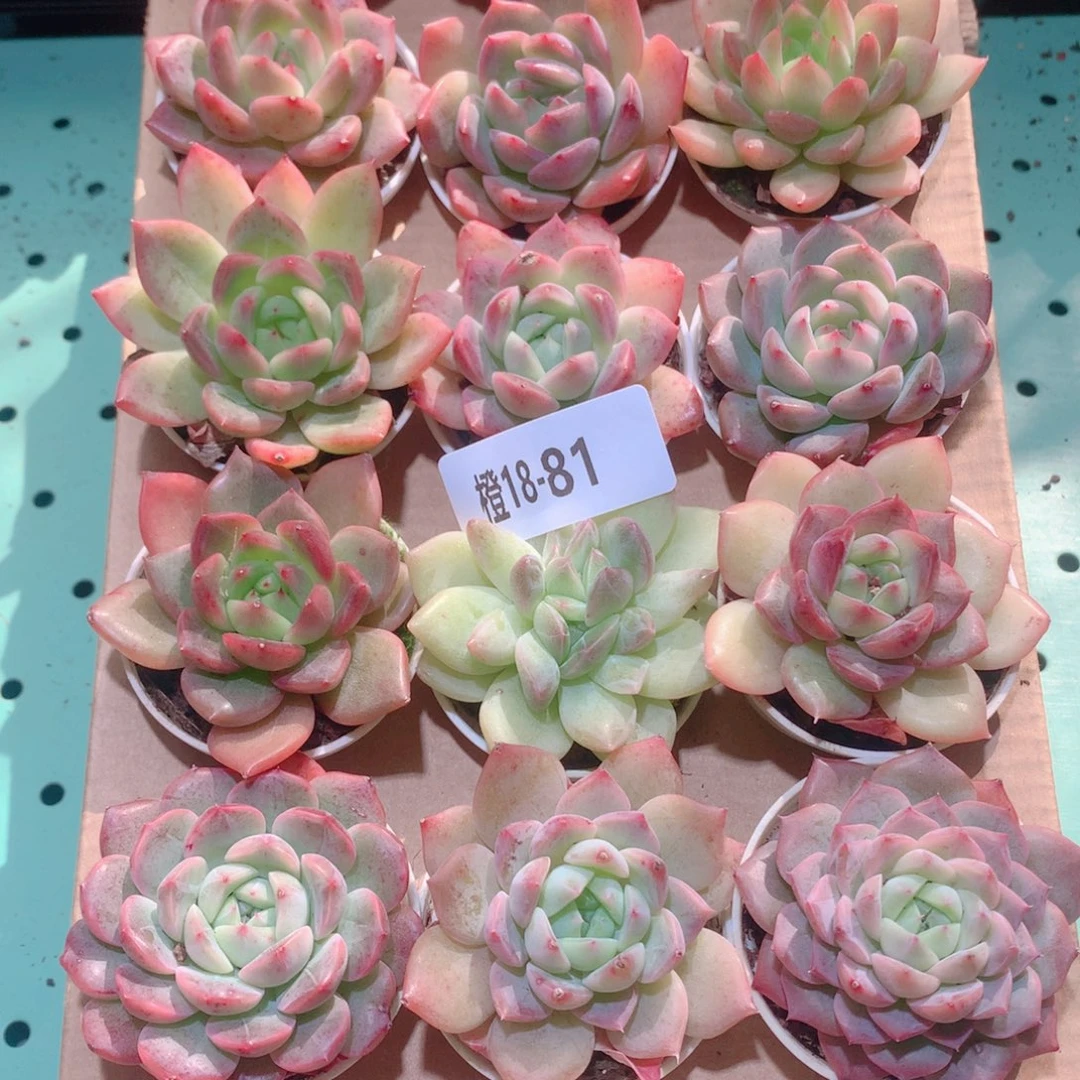 18-81一物一拍多肉带盆18颗