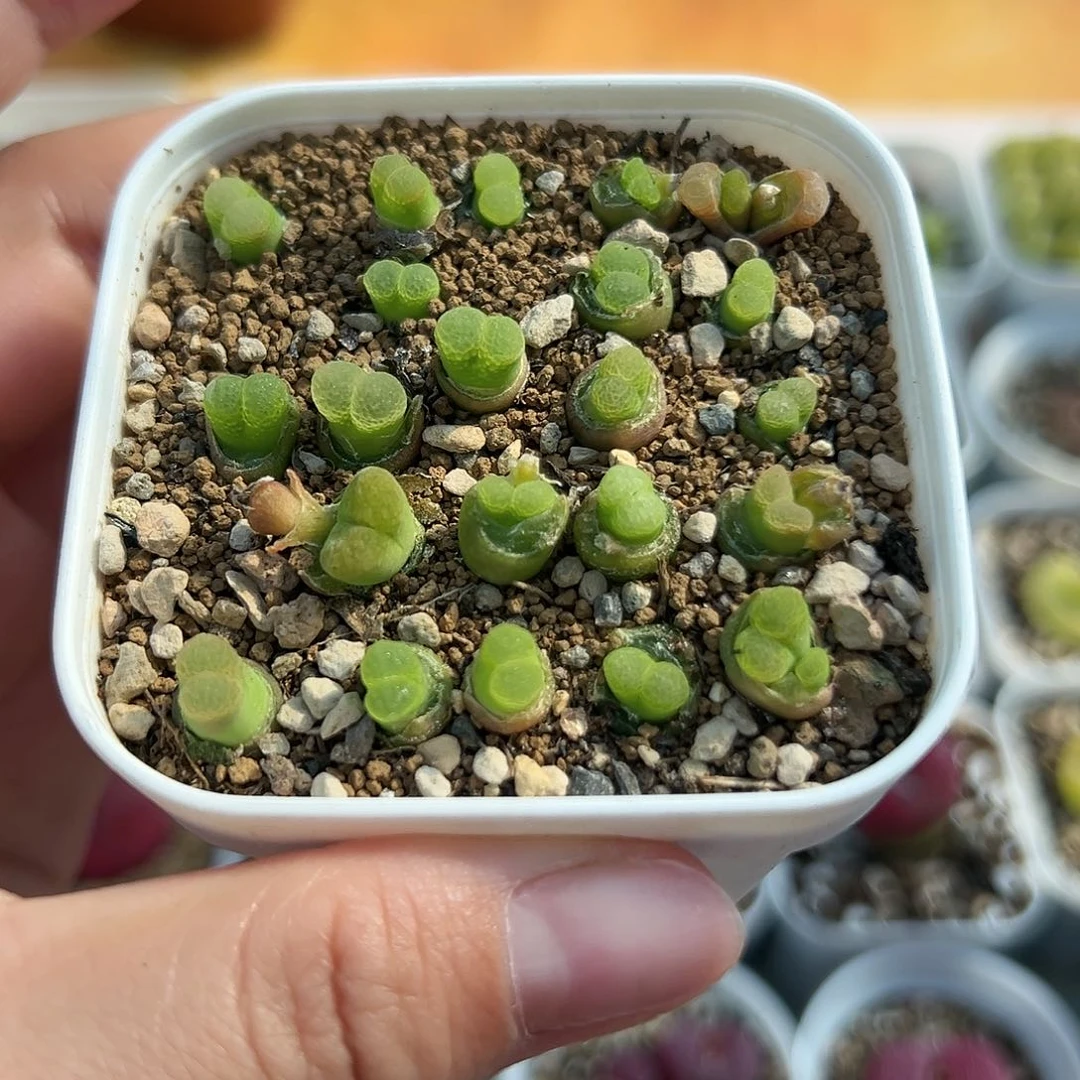 232粉樱1453.9带盆土发货