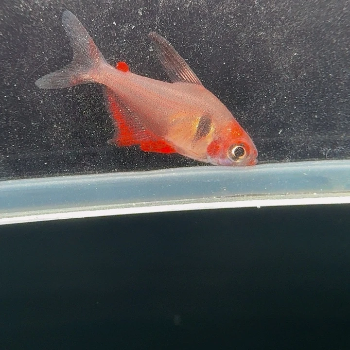 灯科鱼左下缸18号潘旗1.5厘米一条