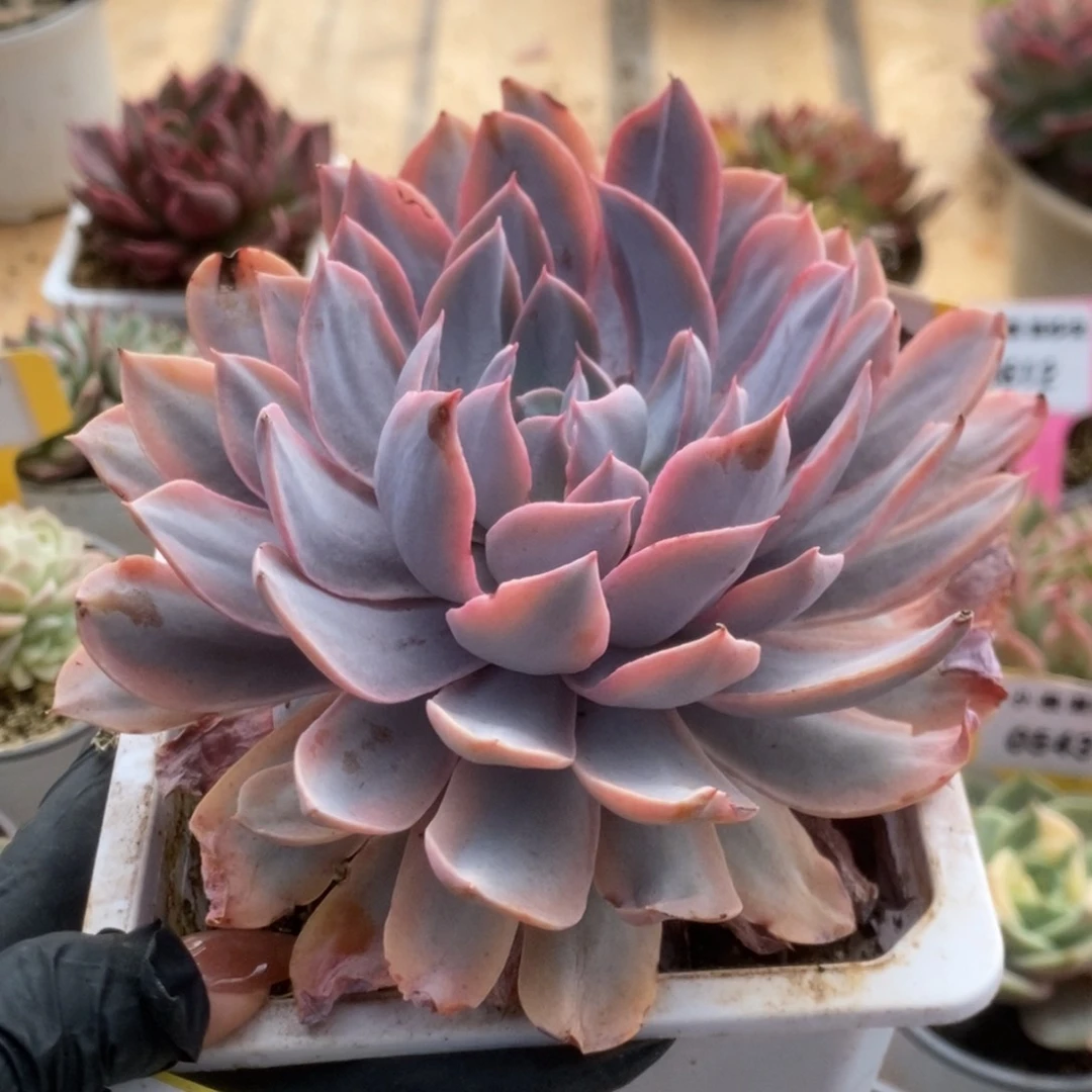 615凭壳锦锦锦锦锦锦