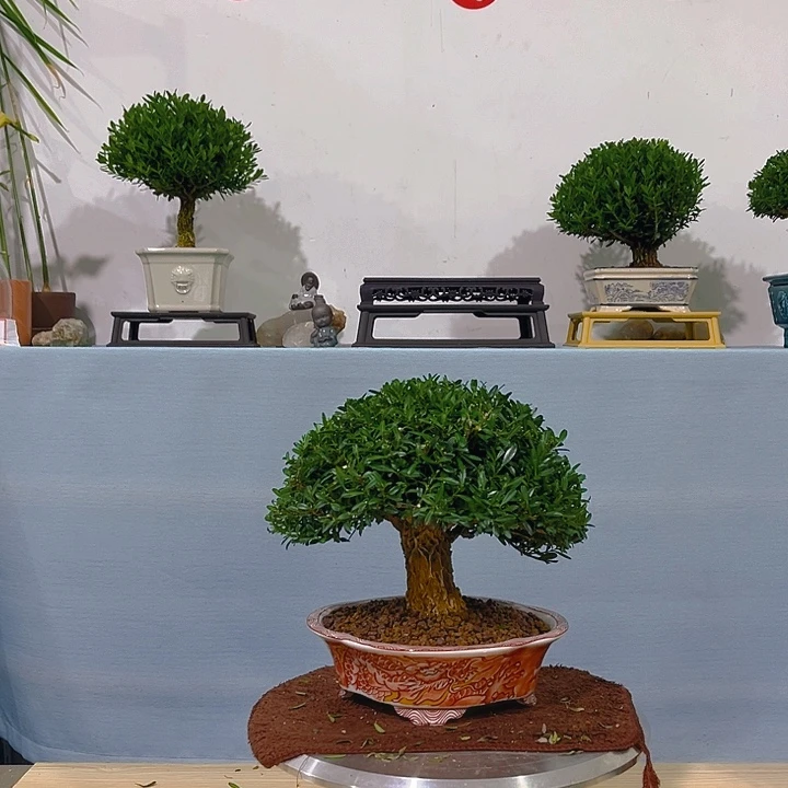 空***城无花朵浙江黄杨一树一拍