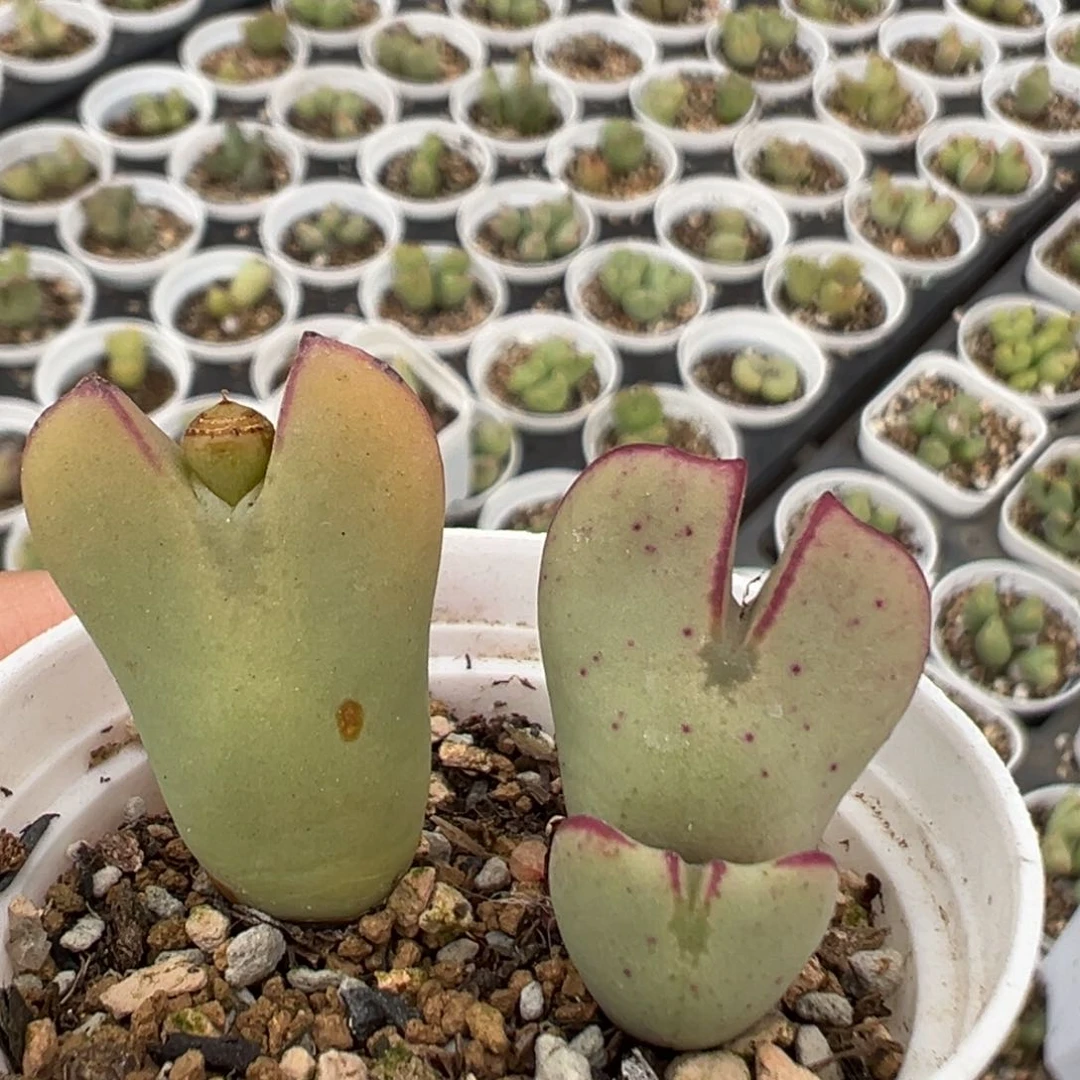 130多肉植物百科知识