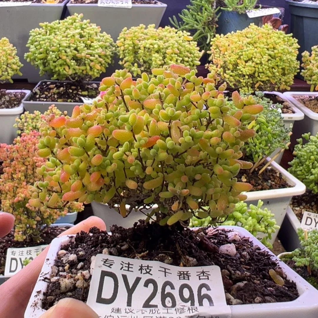 2696蜜橘糖球。8cm冠幅