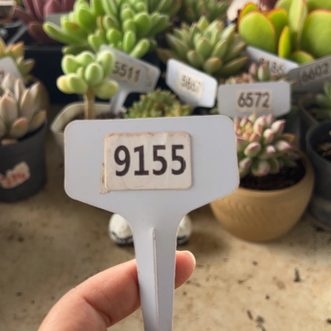 【闪购商品】P9155。  111111111