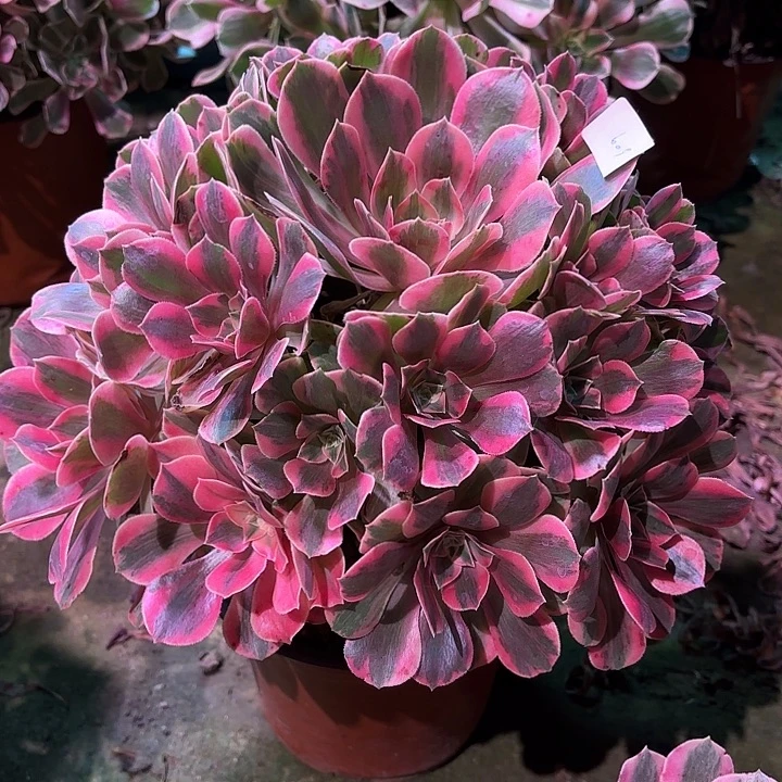 多肉植物女妖00609