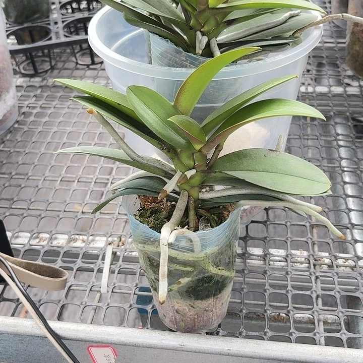 当前无花朵，栽培后可花朵新品小叶巴掌叶1颗一物一拍