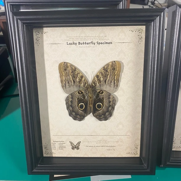 猫头鹰蝴蝶标本装饰画蝴蝶标本-