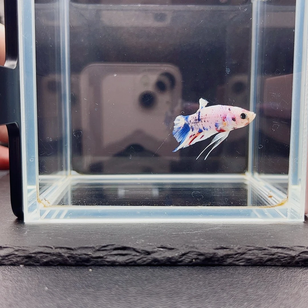 海水鱼宙斯斗鱼竞拍09-22