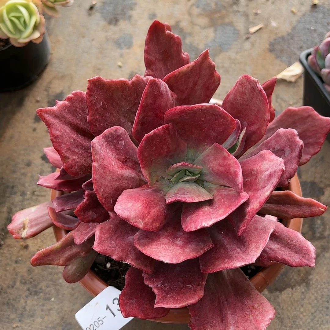 同温层多肉钻石锦137