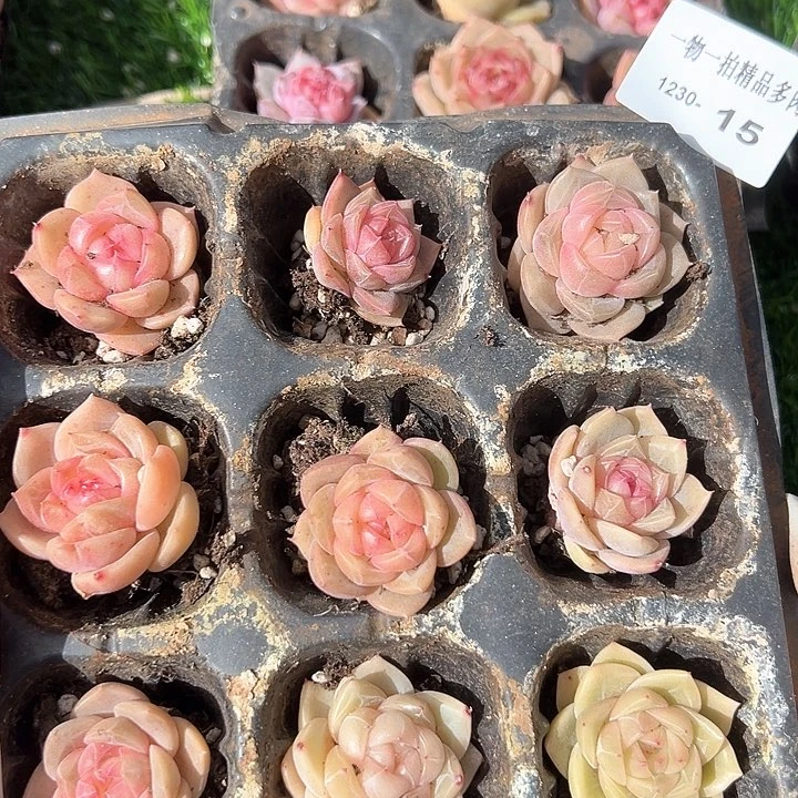 1230-15多肉一物一拍