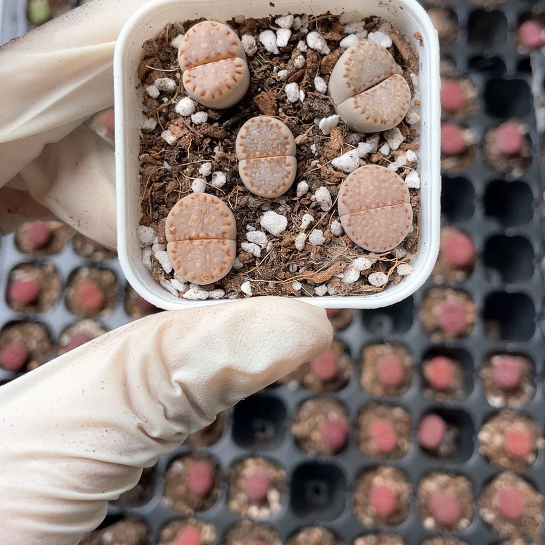 6729大棚清仓甩卖了