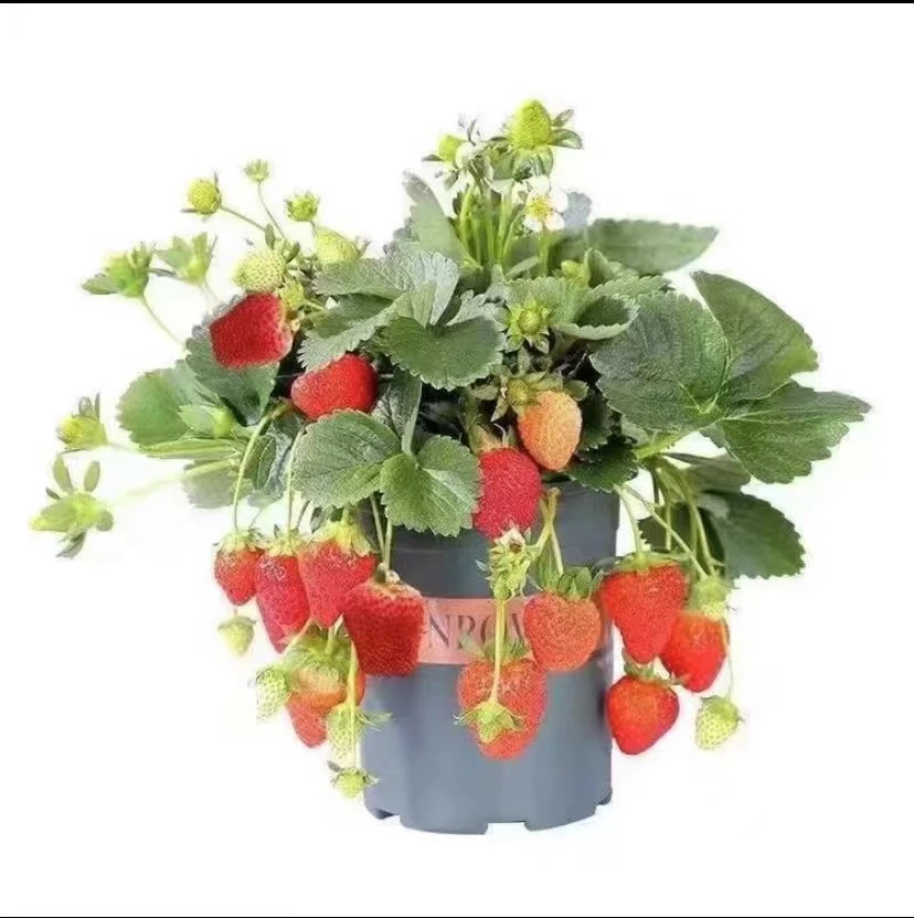 新人价  果大果量多(红颜)草莓四季盆栽