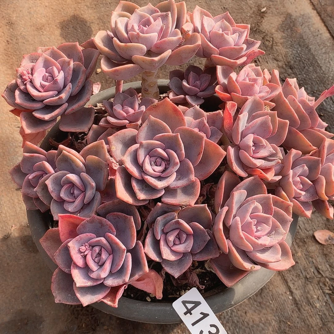 413彩虹糖一物一拍多肉