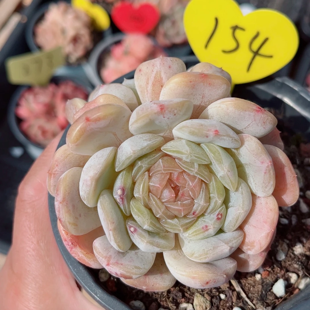 154号小老桩白恋双头