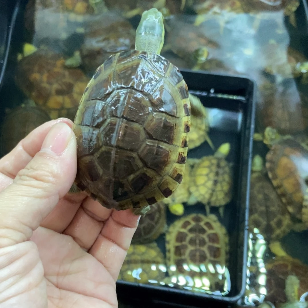 R***y绿毛龟母123456788