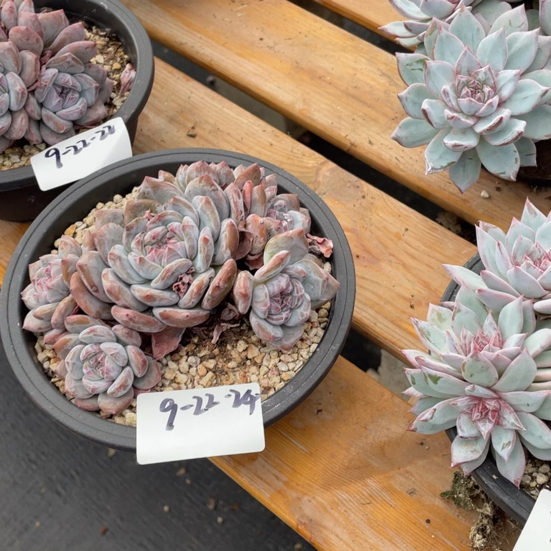 9-22-24静好多肉园艺