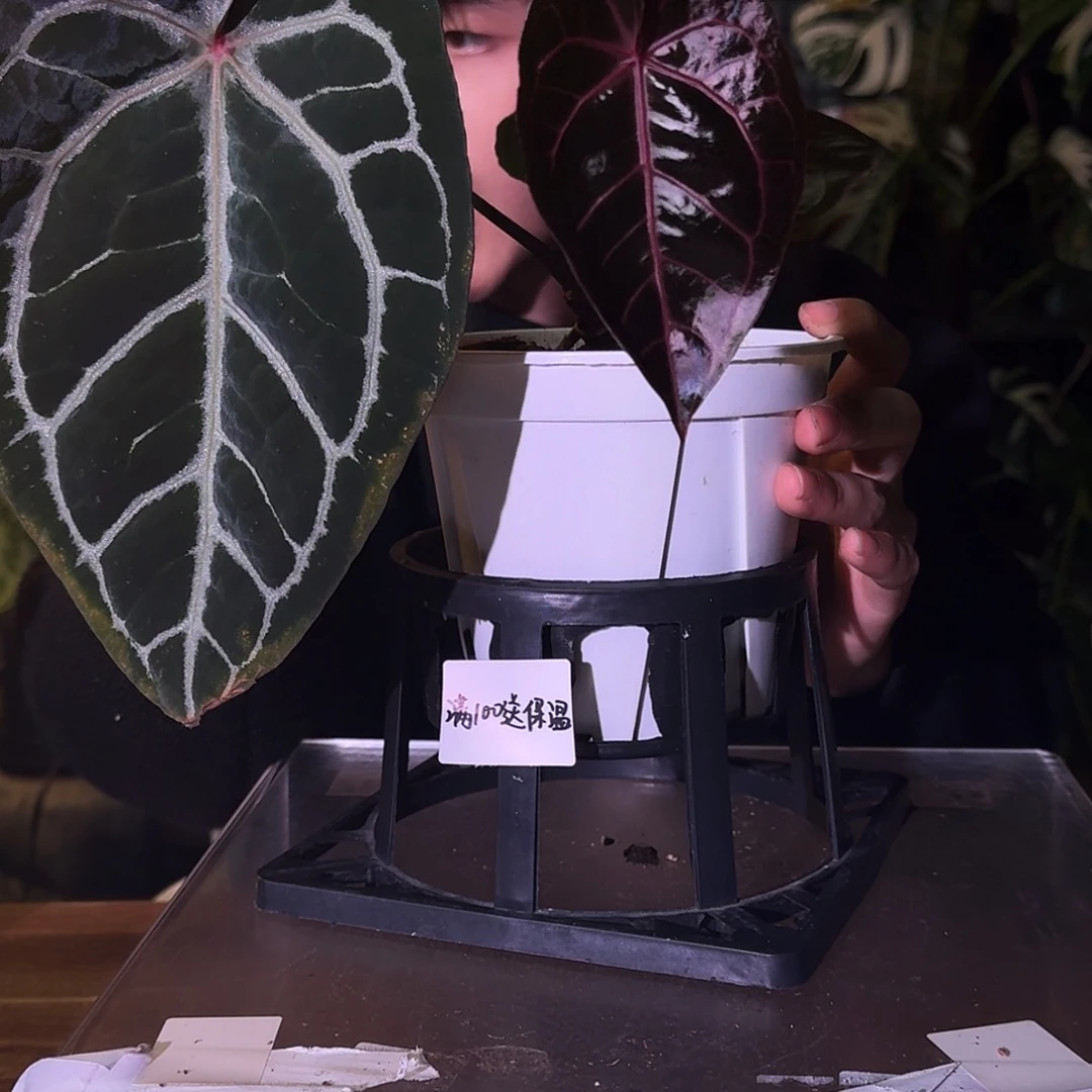 不开花植物C61紫水晶杂米歇尔