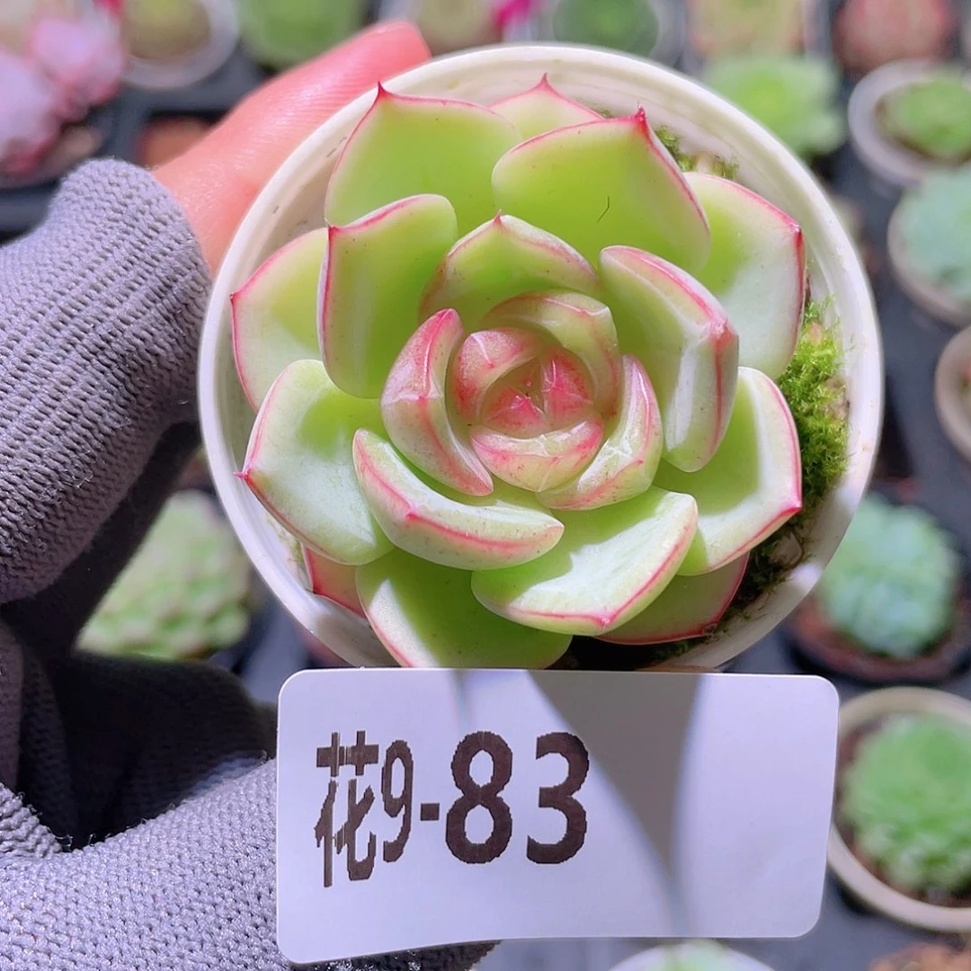 花利美 9-83新品