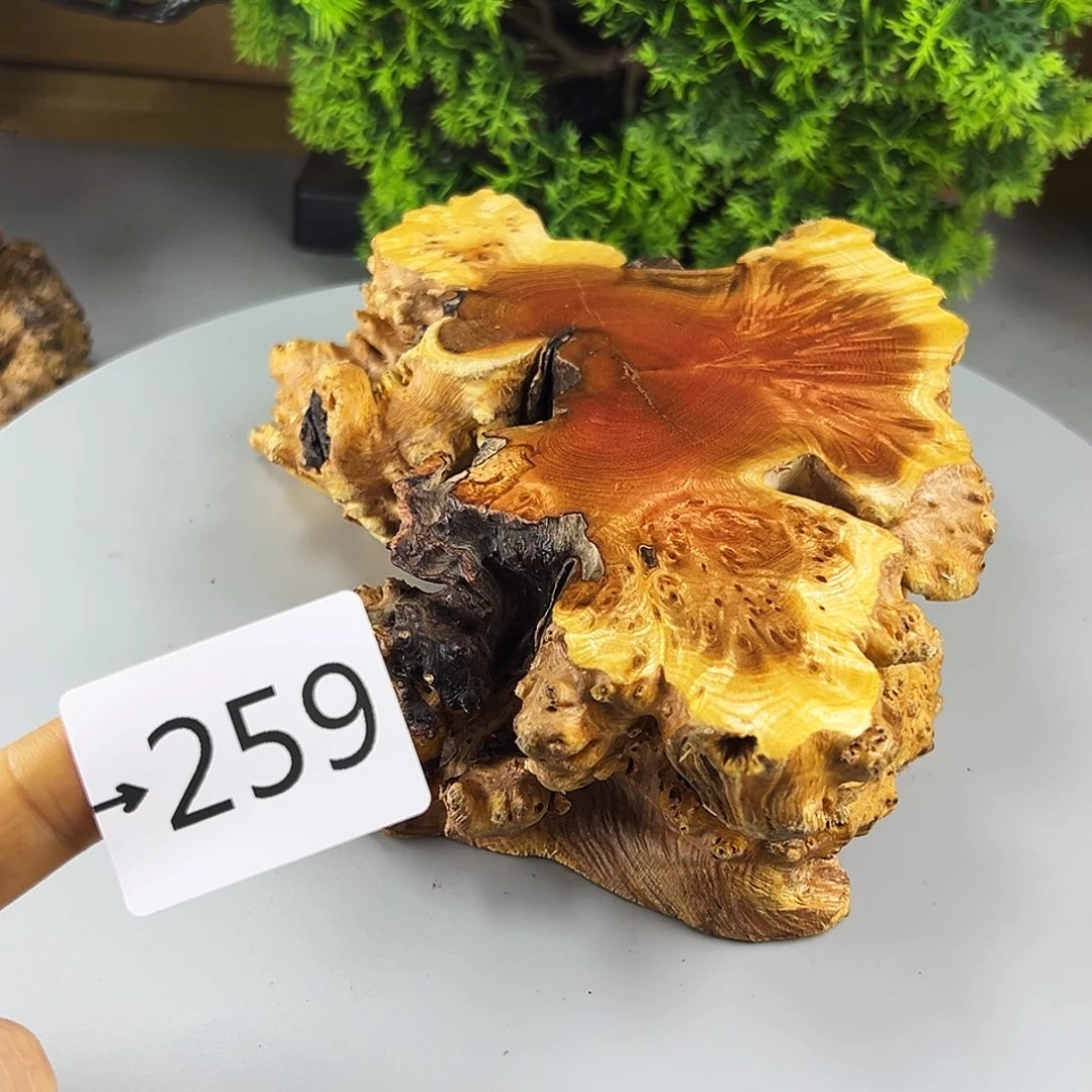 香榧木菩*树火琉璃……