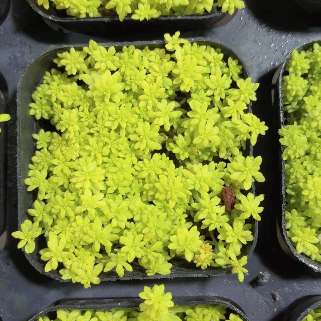 黄金草多肉9.9包邮发货