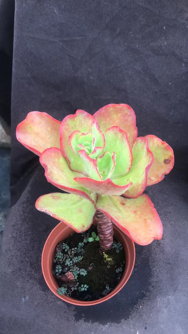 包菜老桩精控 处理