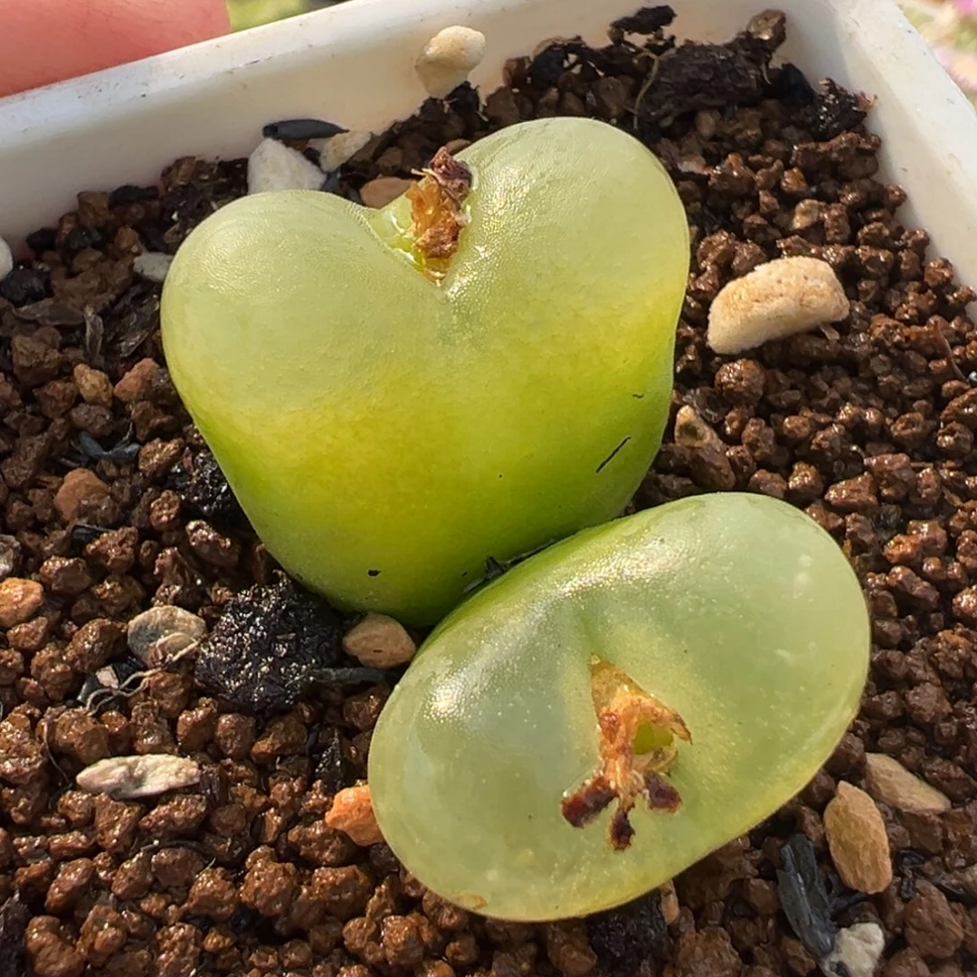 175多肉植物种类多样