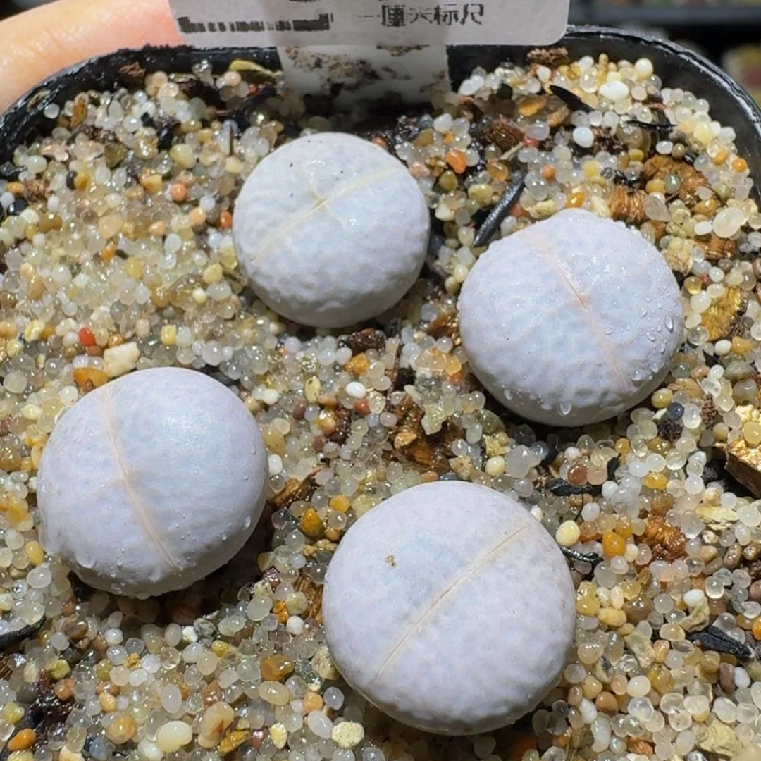 Ssss精品生石花21