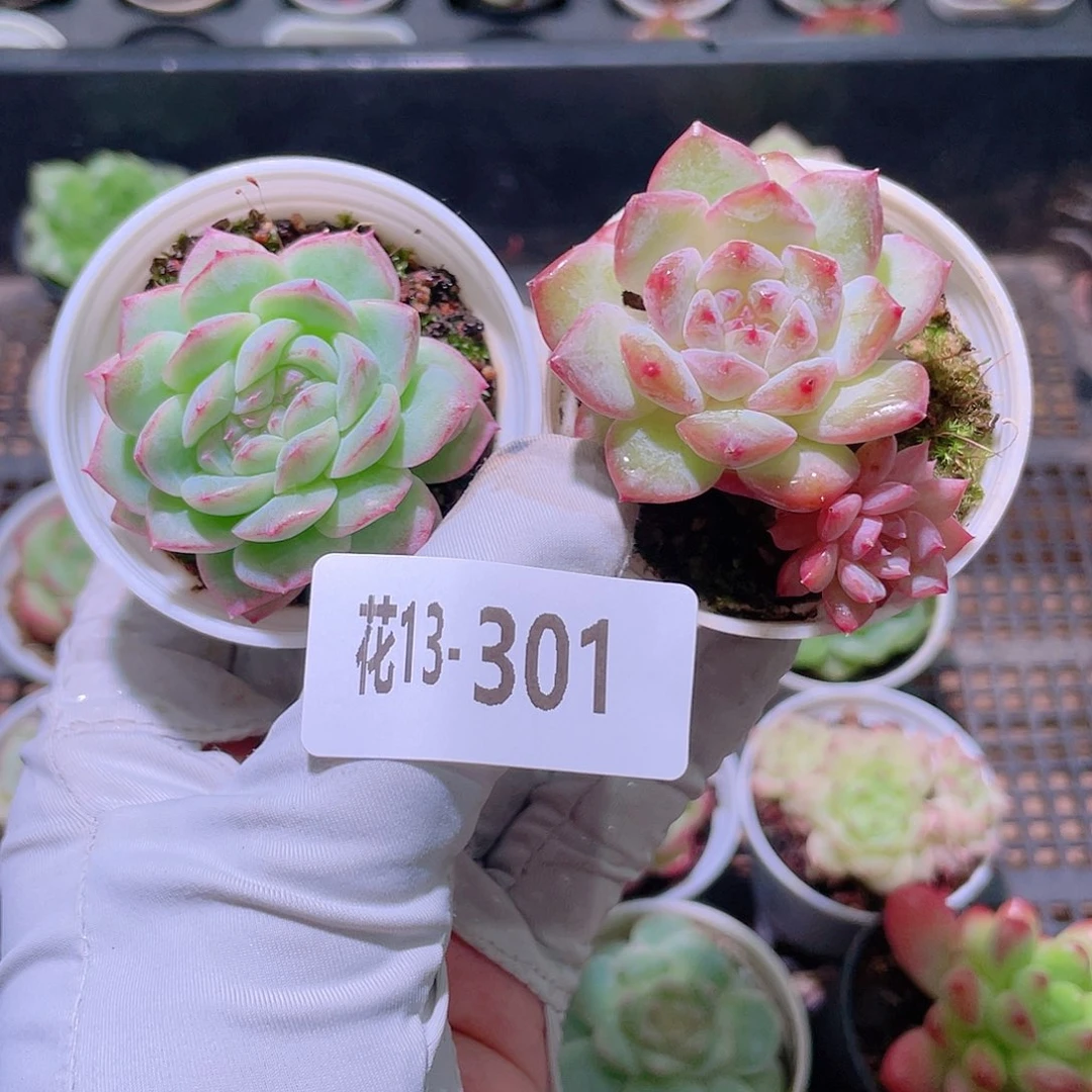 花利美13-301多肉2颗