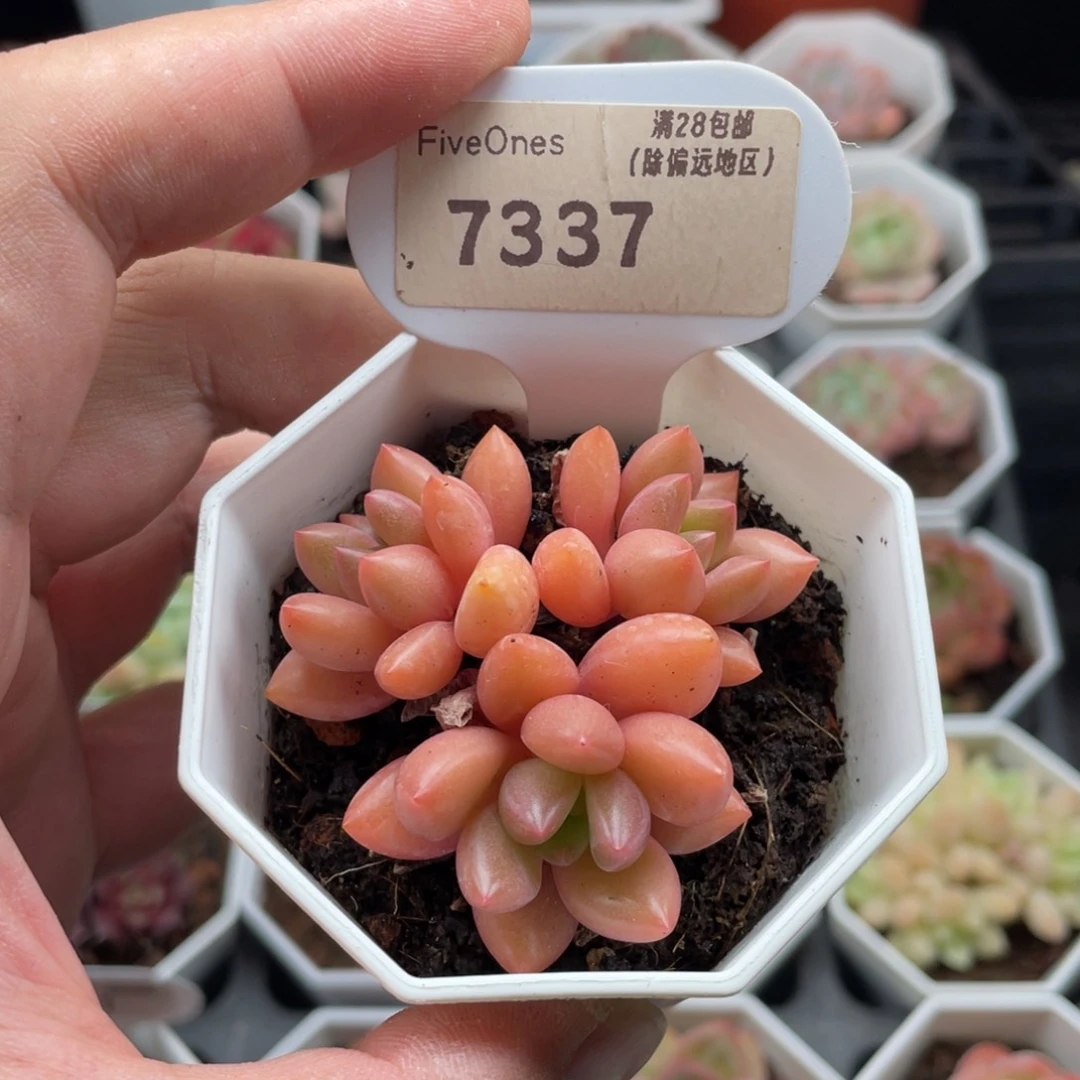 粉桃花7337-5.5厘米