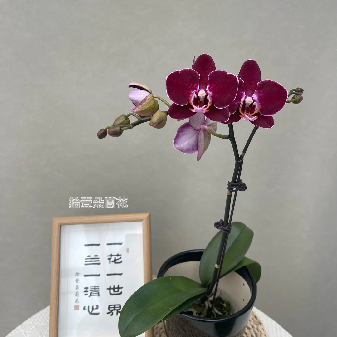 蝴蝶兰【黑珍珠】3寸开花株